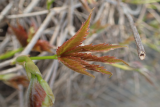 Parthenocissus quinquefolia RCP4-2015 Olymp  (80).JPG
